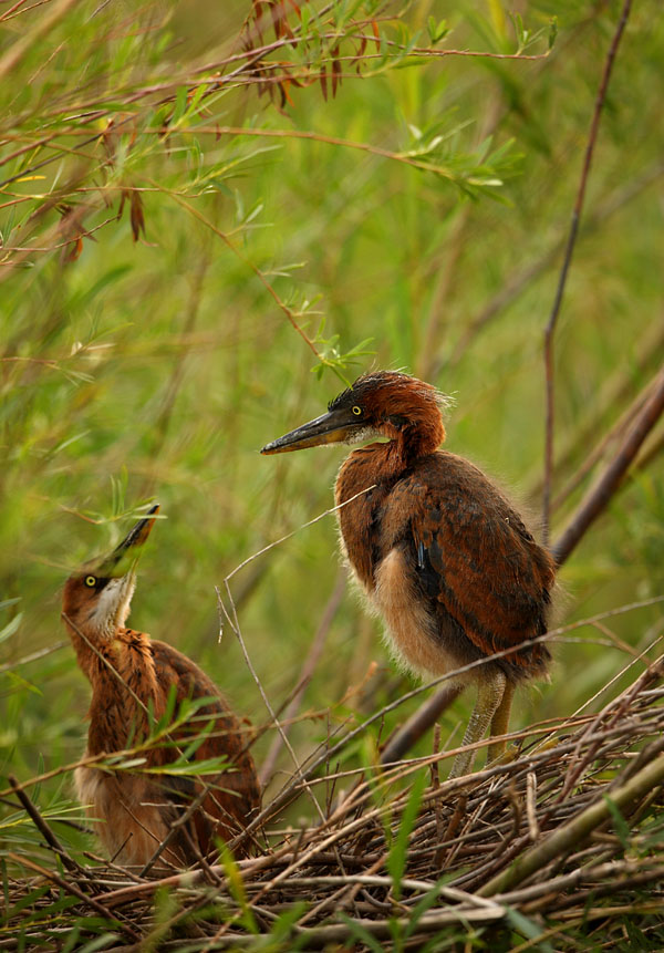 苍鹭草鹭草鹭雏鸟白鹭一组