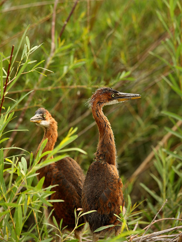 苍鹭草鹭草鹭雏鸟白鹭一组