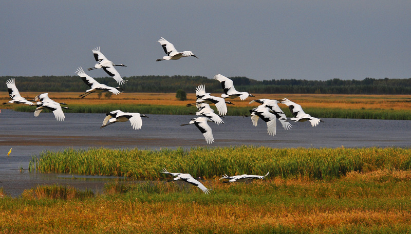 水鸟丹顶鹤扎龙湿地掠影丹顶鹤群飞图