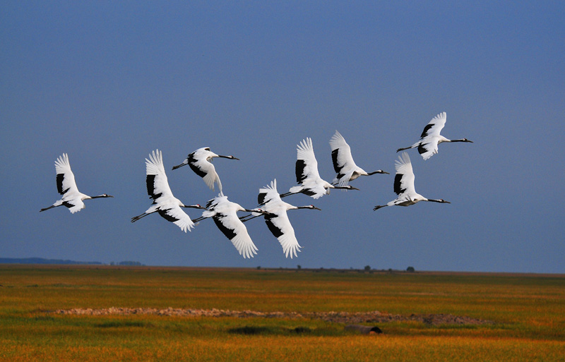 水鸟丹顶鹤扎龙湿地掠影丹顶鹤群飞图