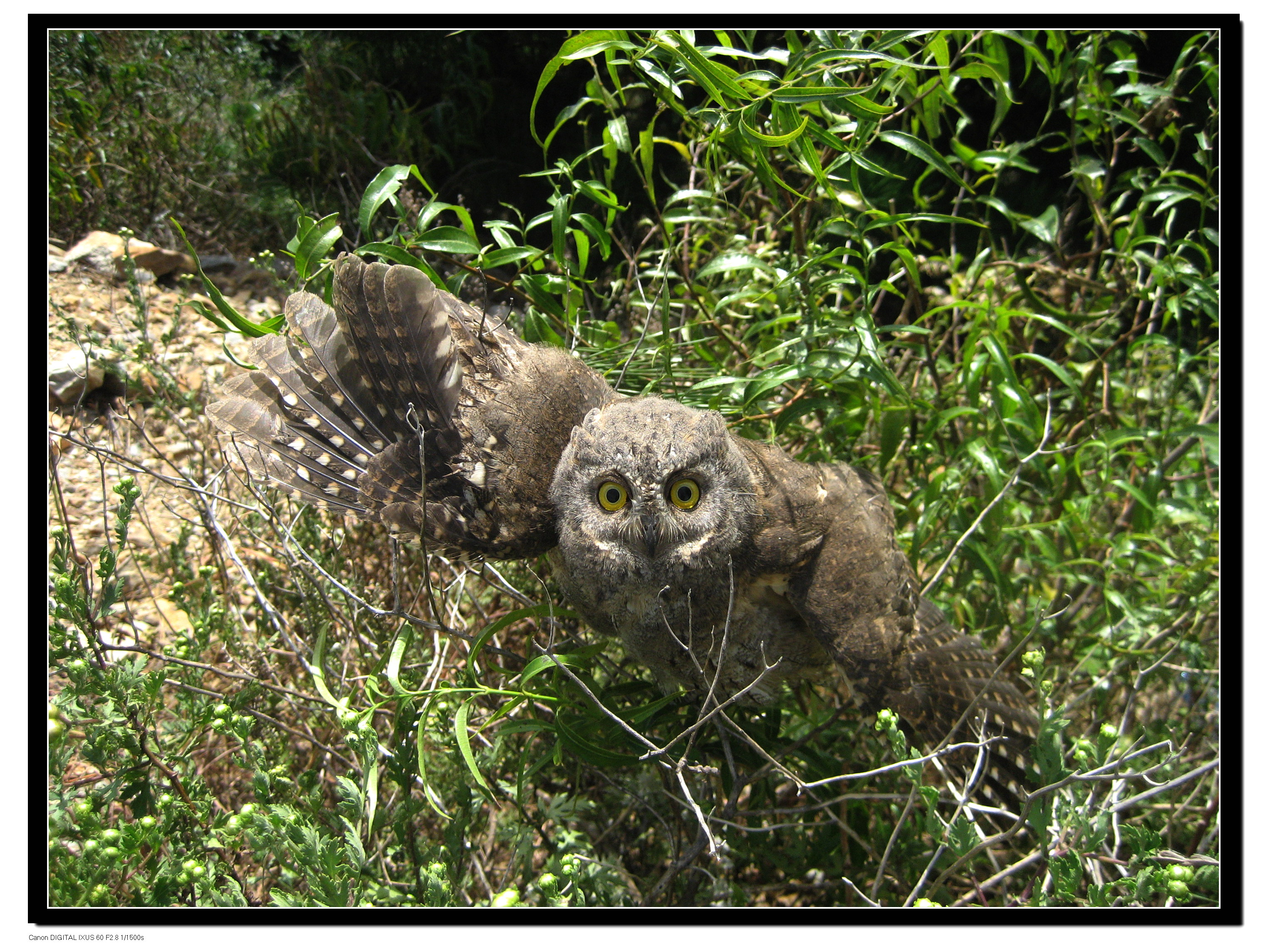 被救的东方角(号鸟)被放临自然.