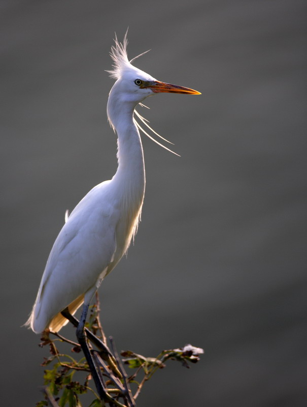 黄嘴白鹭上几张白鹭特写请各位老师指教