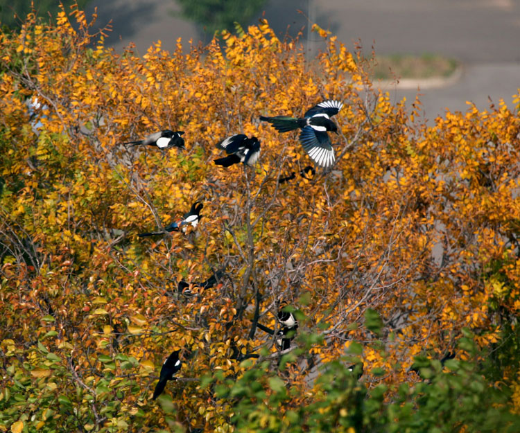 秋天红叶映喜鹊