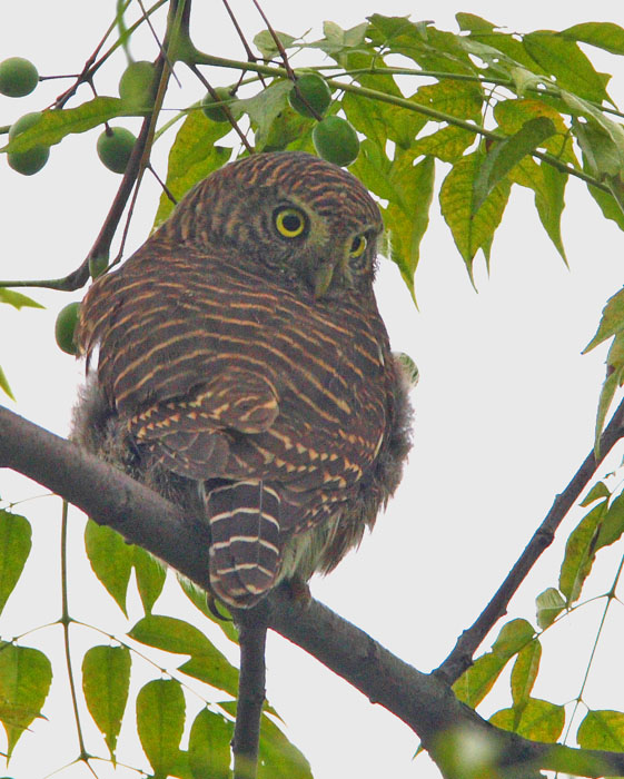 阴天拍斑头鸺鹨