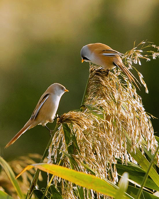 文须雀同栖一枝