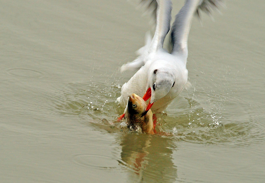 鸥鸟叼鱼