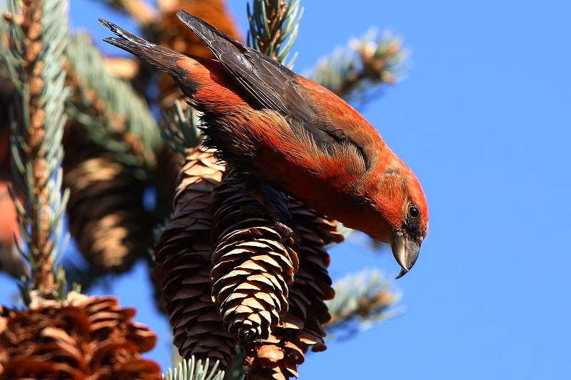 记录交嘴雀1 - 林鸟版 forest birds 鸟网