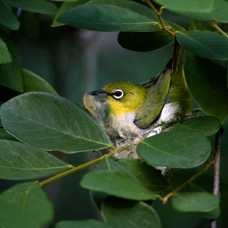 "家"的使用面积是以这只雌暗绿绣眼鸟的体型决定的.