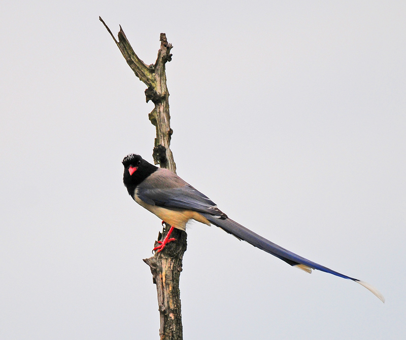 在洋县的一天2--林鸟篇(随时添加)黄臀