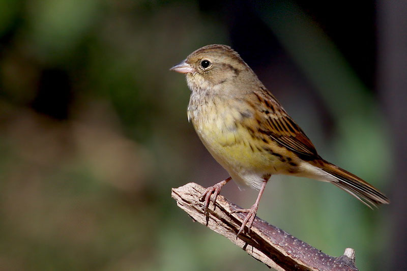 都是自留地里的!