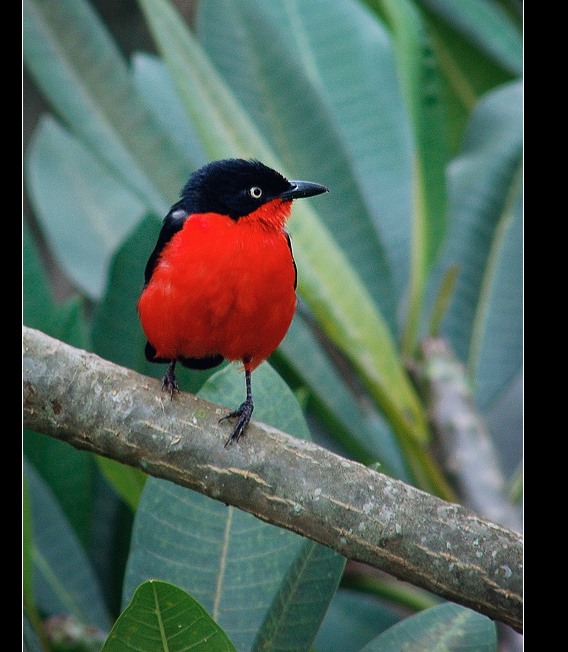 (黑头黑鵙)黑头黑(贝鸟 black-headed gonolek