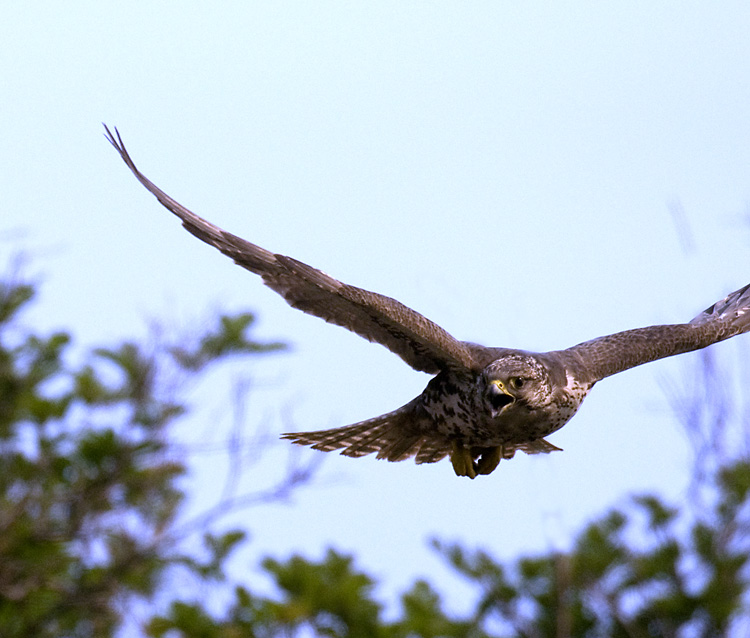 猎隼,矛隼,阿尔泰隼