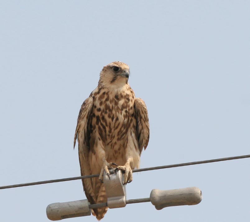 猎隼,矛隼,阿尔泰隼