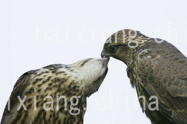 猎隼,矛隼,阿尔泰隼