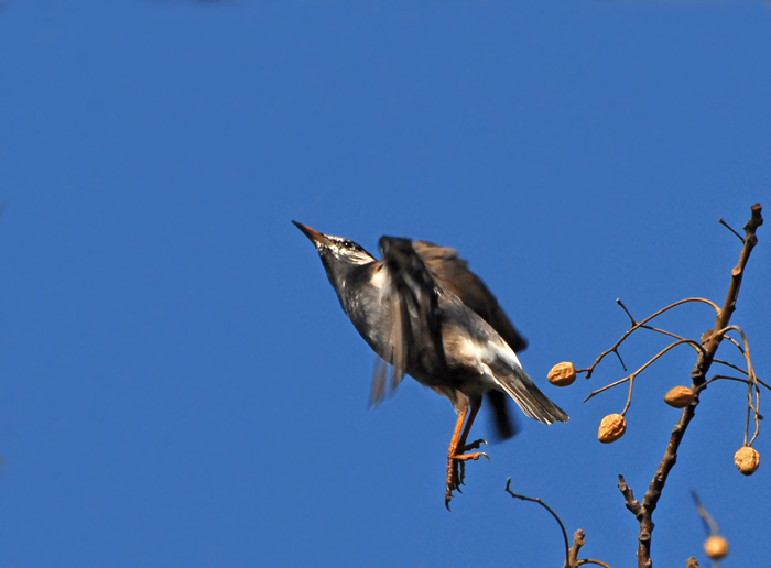 白果.灰椋鸟