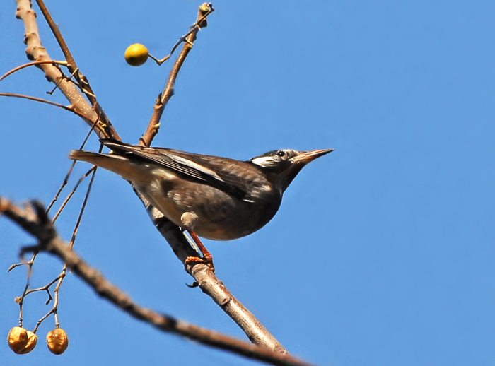 白果.灰椋鸟