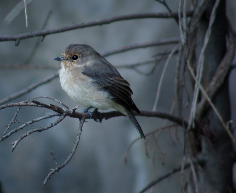 非洲暗鹟 african dusky f
