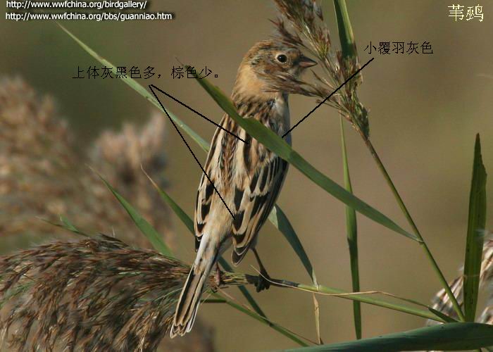 苇鹀芦鹀和红颈苇鹀