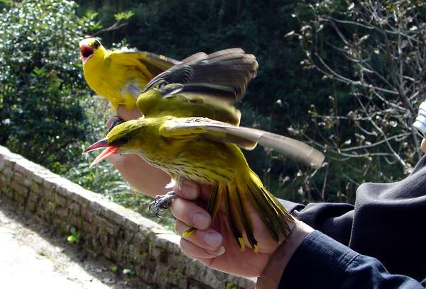 黄鹂鸟雌雄辨别图片图片