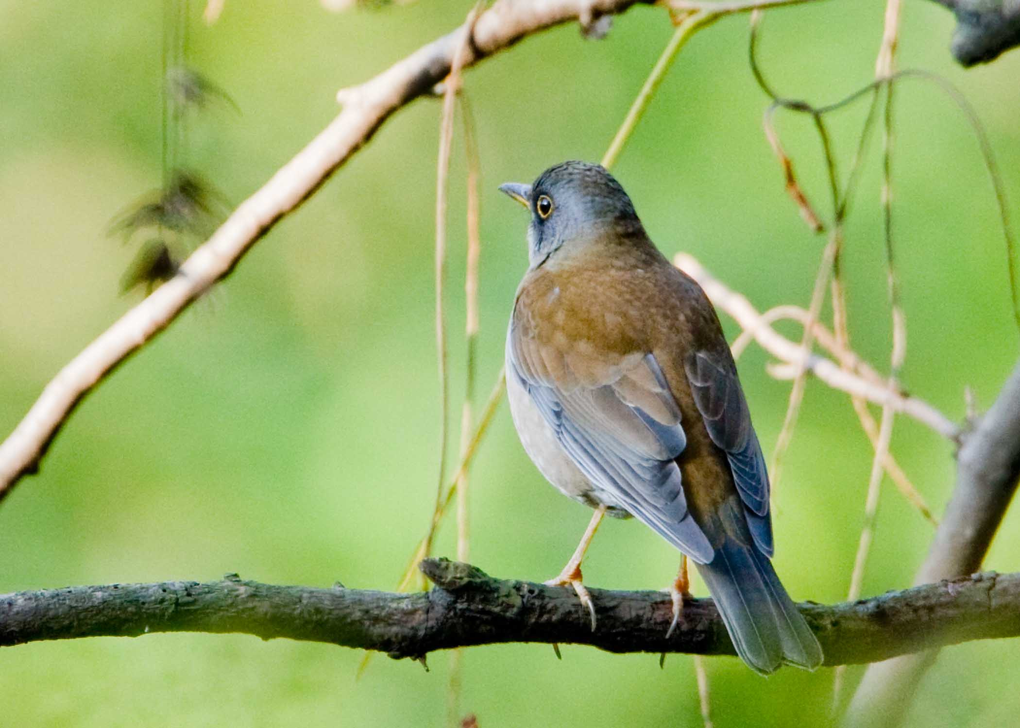 白腹鸫 - 林鸟版 forest birds 鸟网