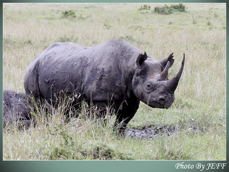 mg_0344a 黑犀牛[black rhinoceros].jpg
