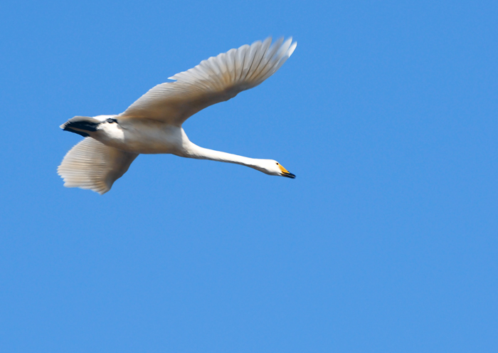 水鸟平陆外拍作业蓝天飞翔的天鹅