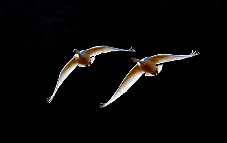 ����ʹ��