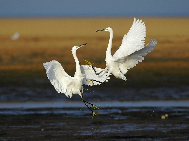 ���ط������Ӱ