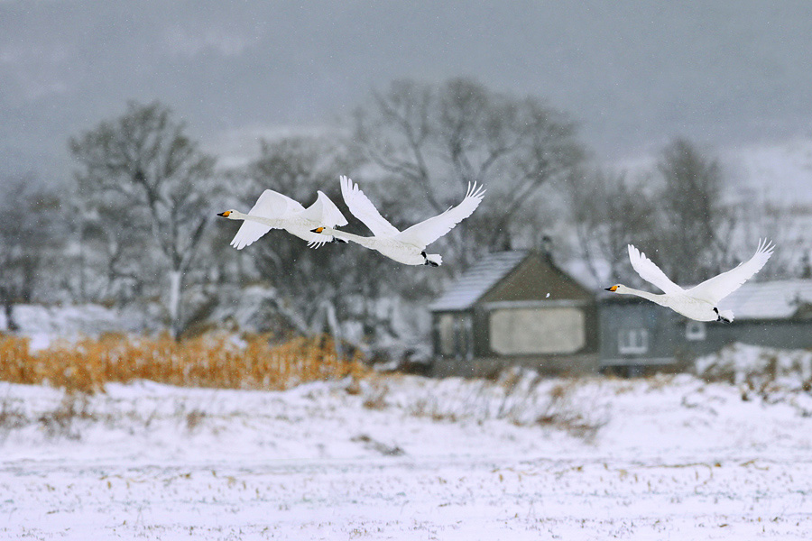 ������԰