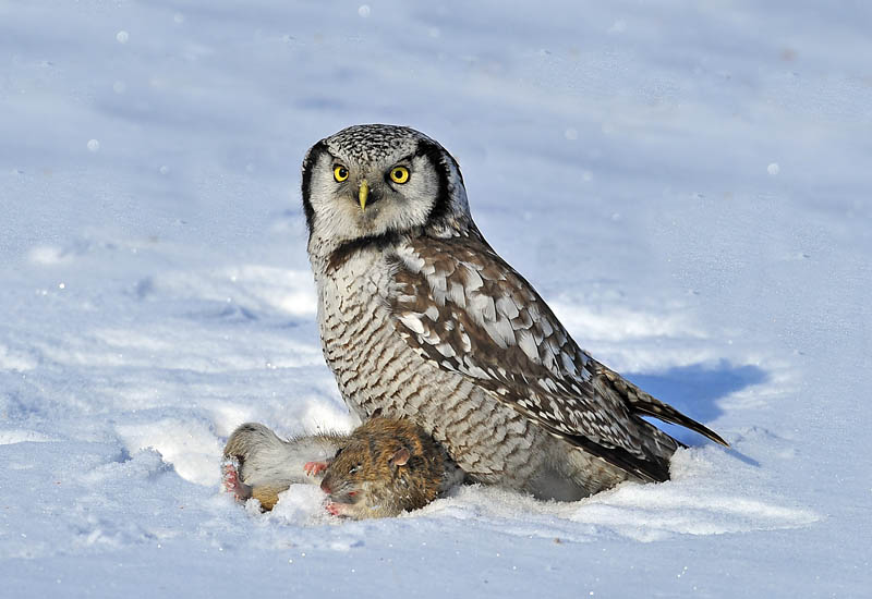 ���^������