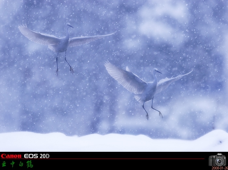 ѩ������