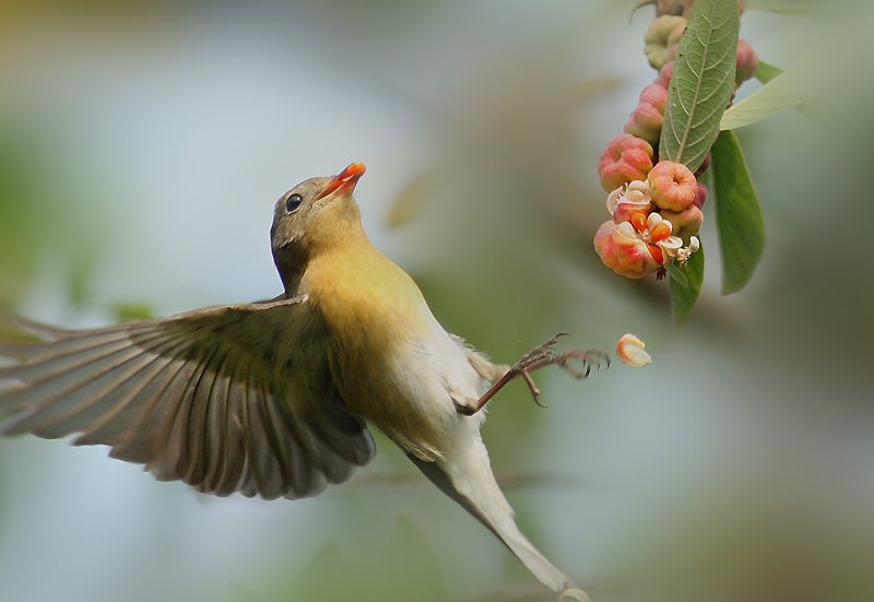 �����Ӽ�