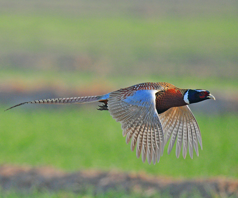 ����˲��