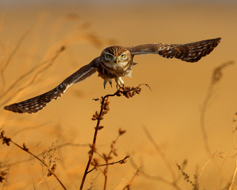 ���Ƹ�С�^