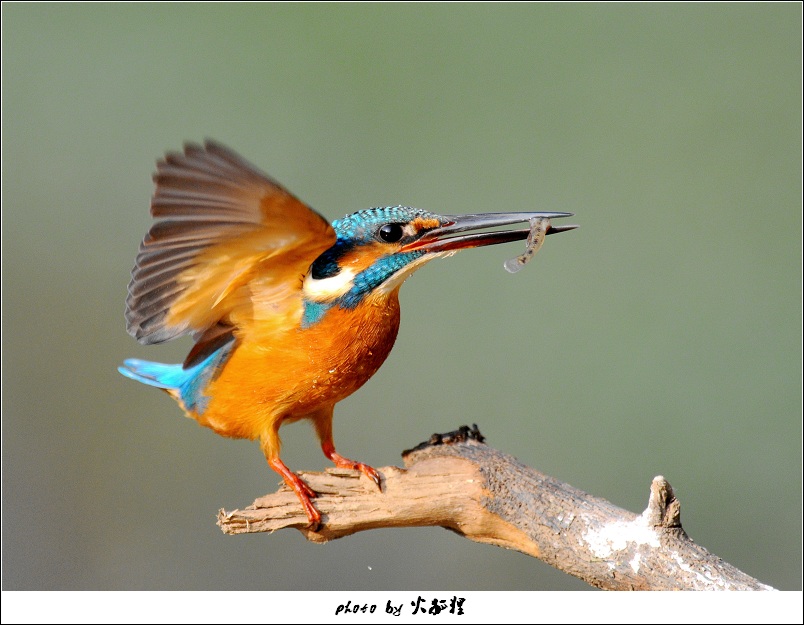 С��ζ��Ҳ����