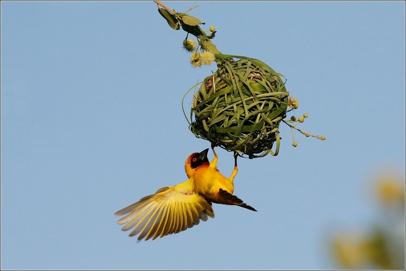 ��֯δ��������