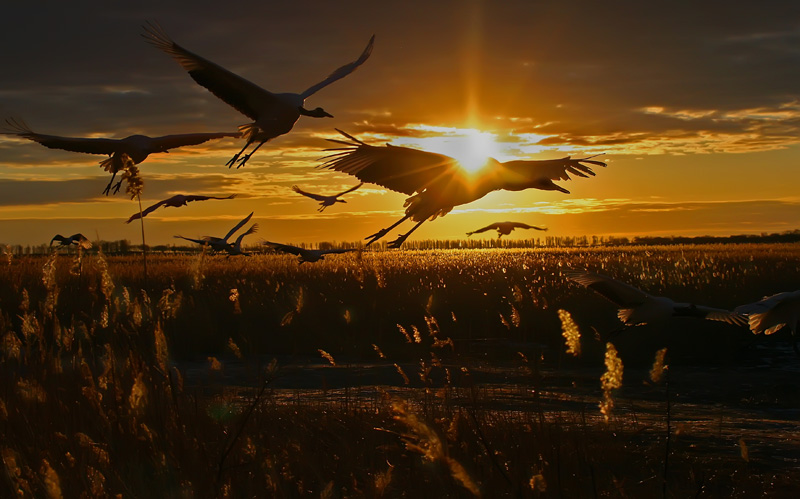 �ɺ�����