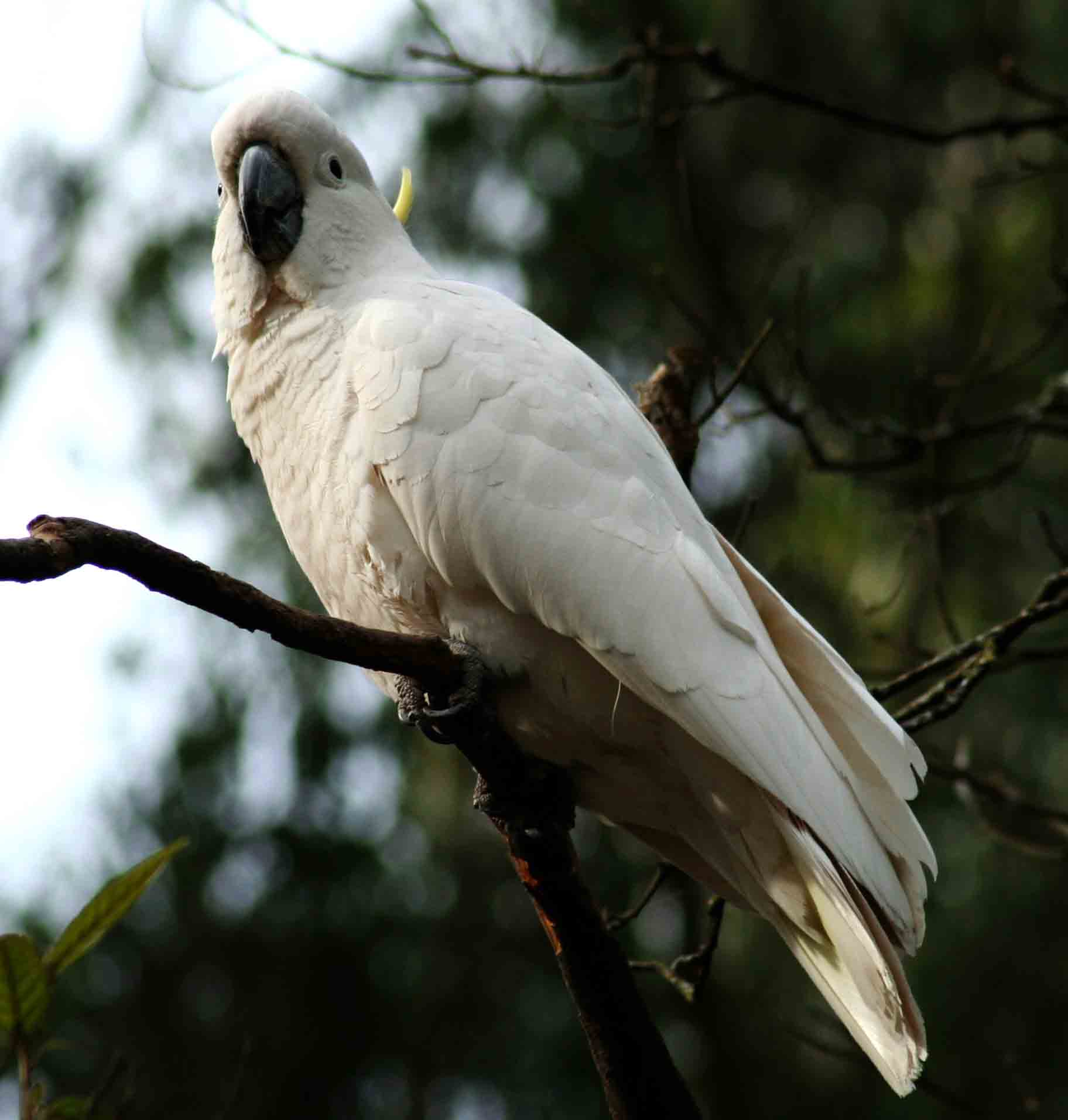 澳洲野生白鹦鹉(二)
