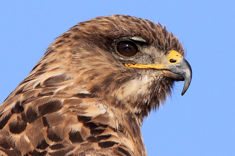 《头像·照相馆》主帖【欢迎大家来玩儿】