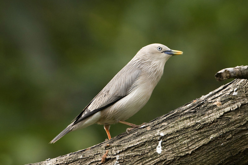 可爱的灰头椋鸟!