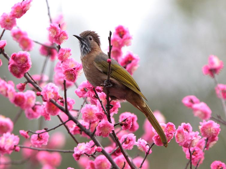 春花春鸟