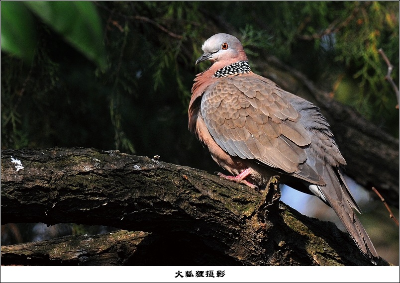 我是一隻菜菜鳥珠頸斑鳩