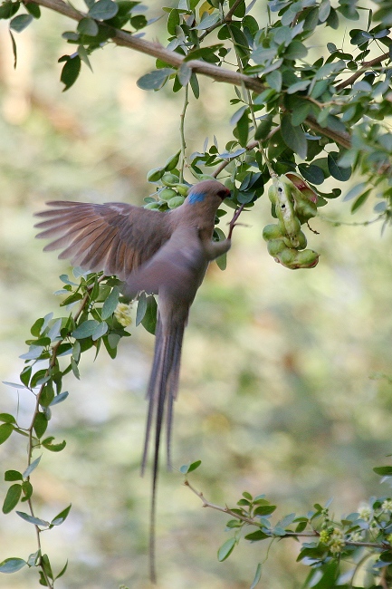 红脸鼠鸟 (red-faced mous