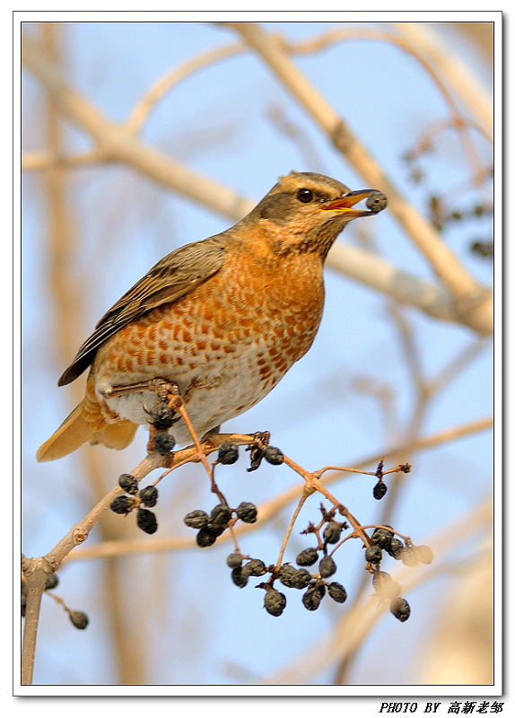 班鸫 百相图 - 林鸟版 forest birds 鸟网