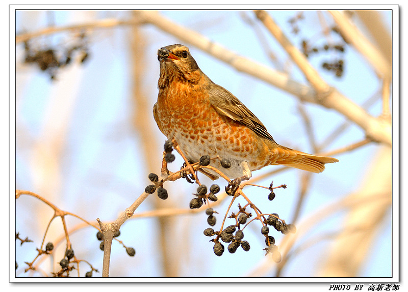 班鸫 百相图 - 林鸟版 forest birds 鸟网