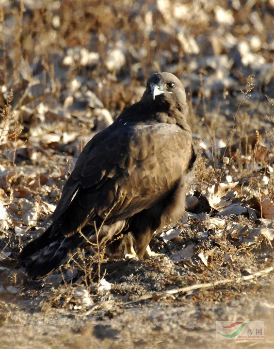 请问如何辨识鵟的种类