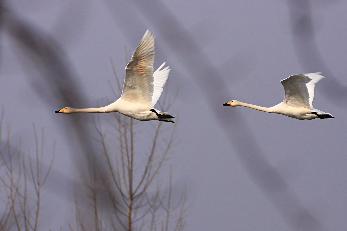 拍摄于唐海湿地的大天鹅,鸿雁和白尾鹞