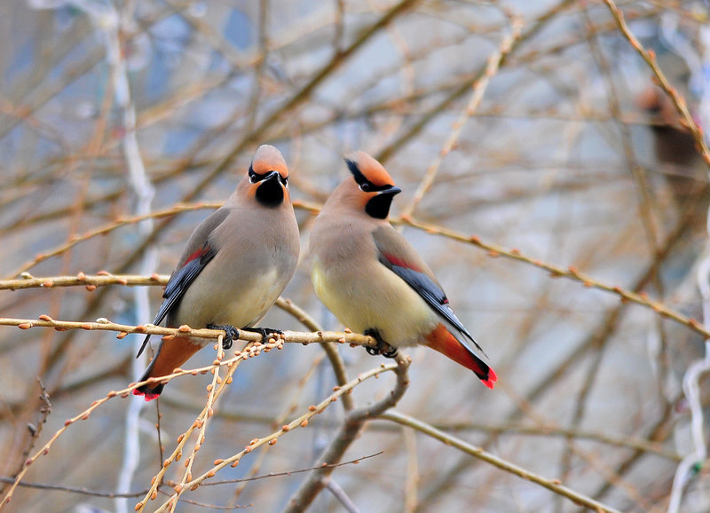 (小太平鸟)太平鸟一组