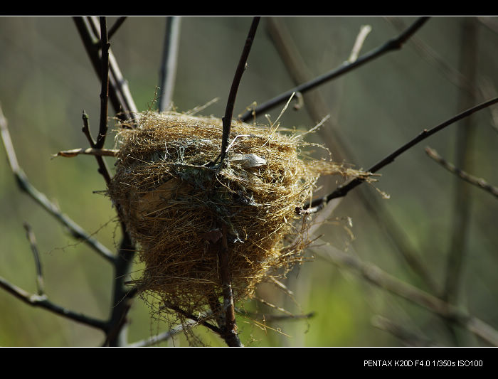 啄木鸟在看什么