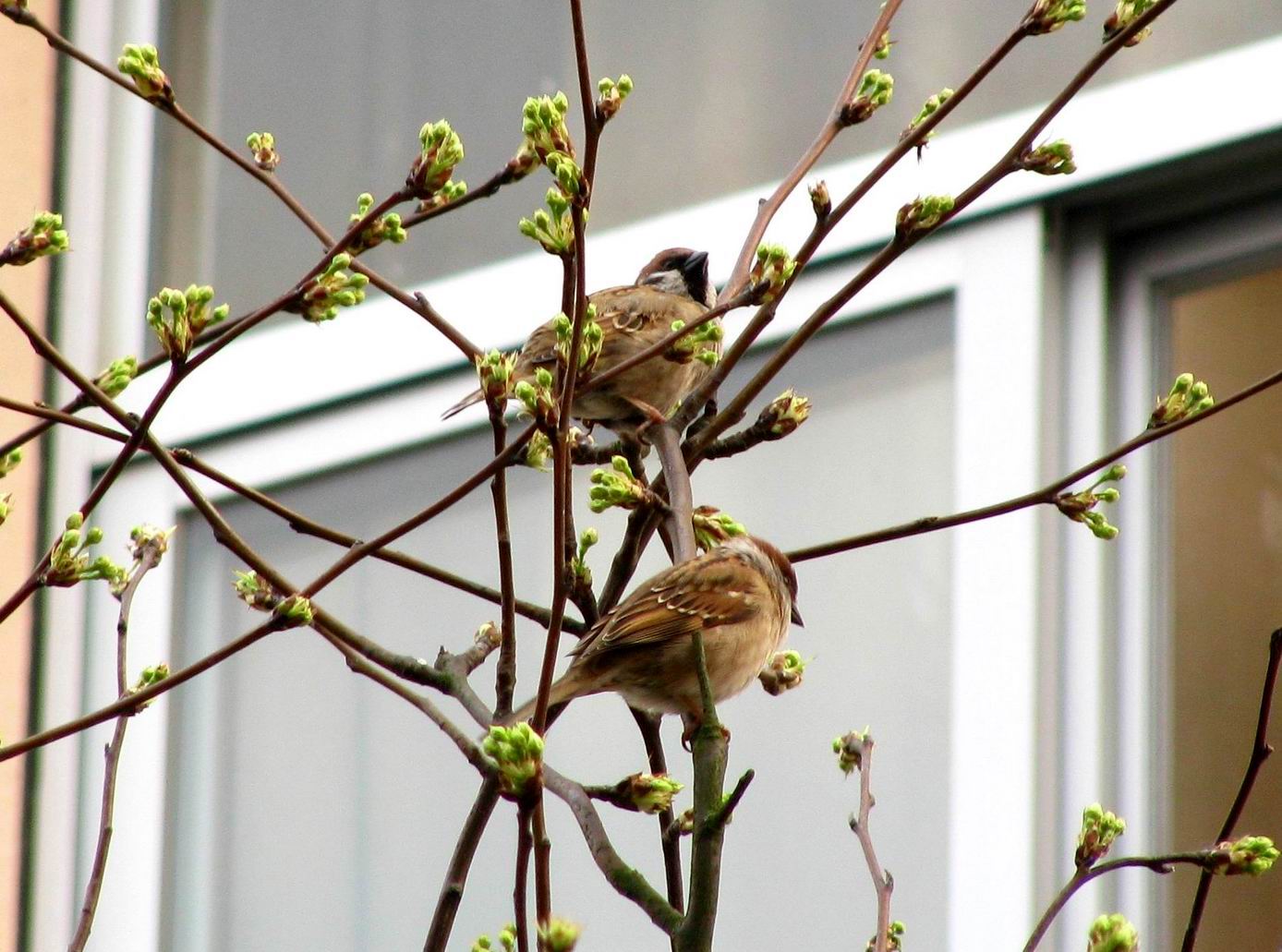 小麻雀也有春天 - 林鸟版鸟网